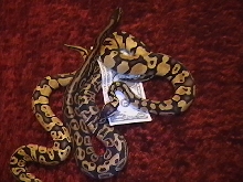 2 Pastels and a breeder