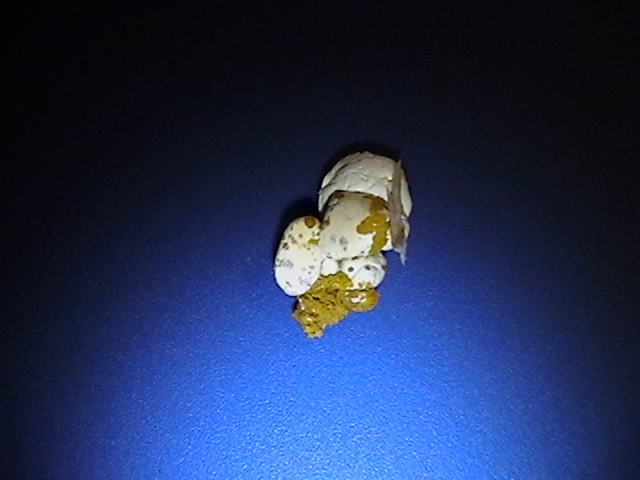 Yellow in urine