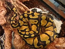 Pastel Male