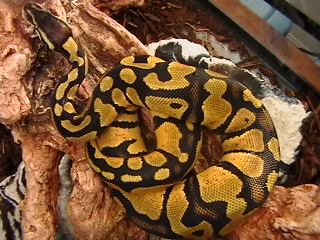 Pastel Male