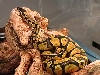 Pastel Male