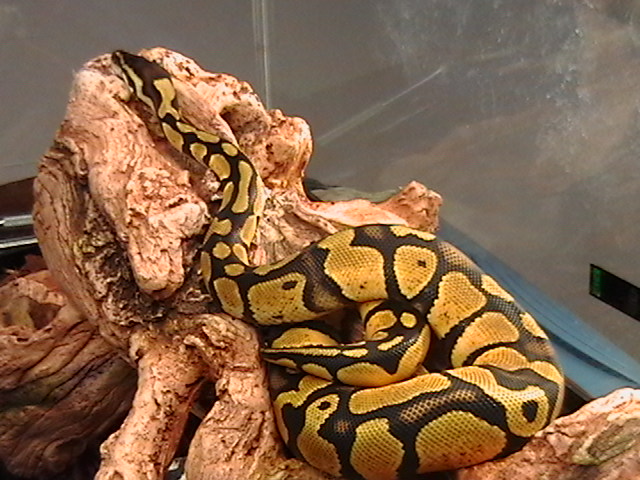 Pastel Male