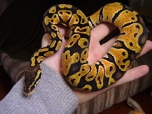 Female Pastel