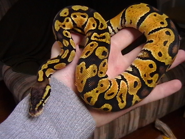 Female Pastel