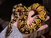 Pastel Female