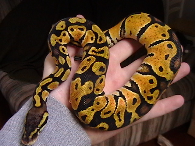Pastel Female