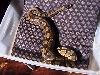 Female 2
