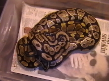 Overhead Breeding