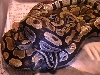 1st Breeding