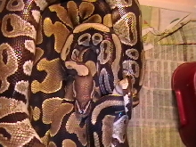 Breeding1