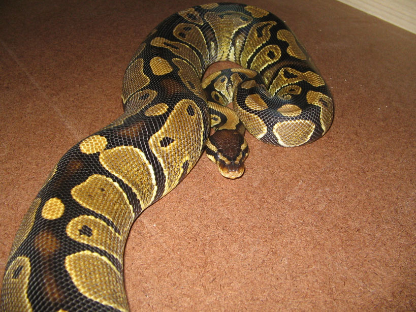 Sub-Adult