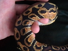What is this morph