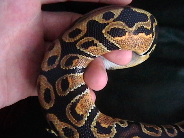 What is this morph