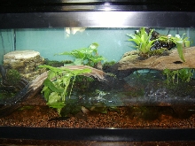 firebelly enclosure 1