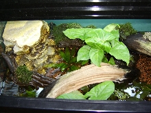 firebelly enclosure 2