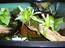 firebelly enclosure 3