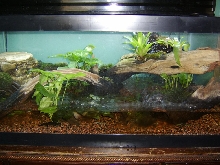 firebelly enclosure 4