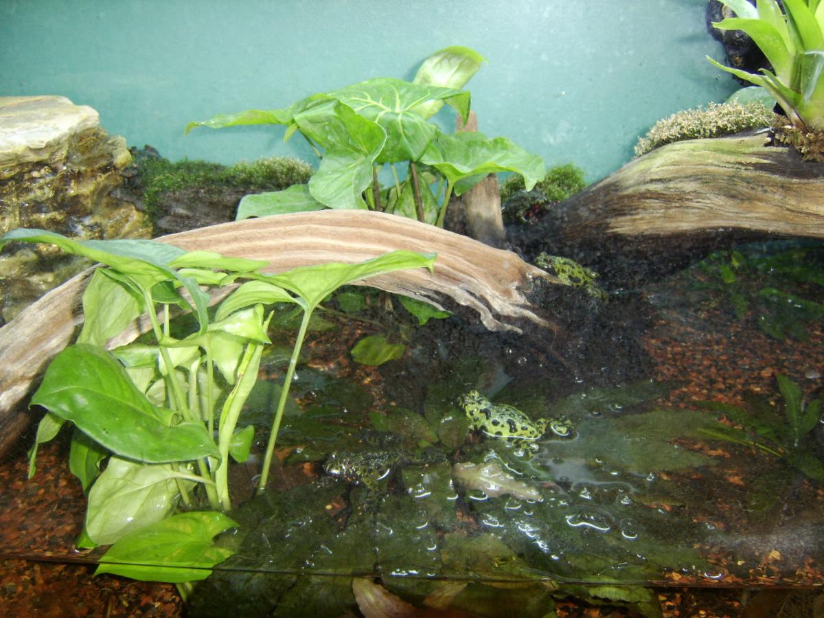 firebelly enclosure 5