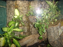 whites and crested tank