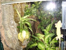whites and gecko tank 2