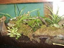 tiger tank 1