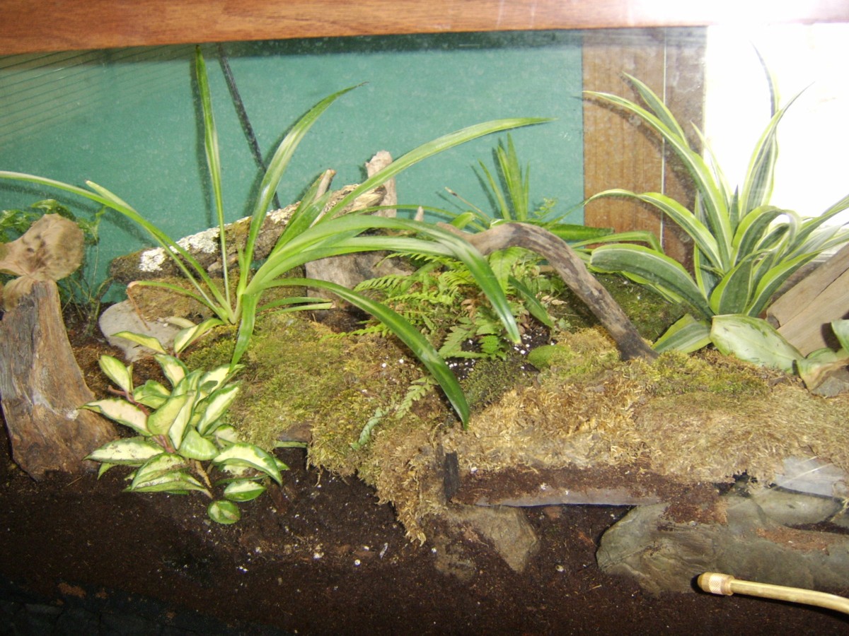 tiger tank 1