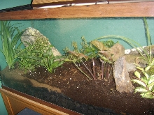 tiger tank 2