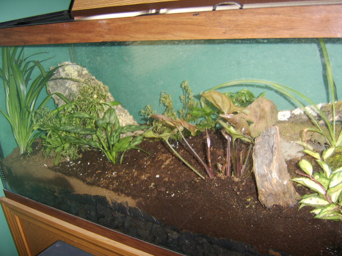 tiger tank 2