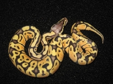Pastel Vanilla