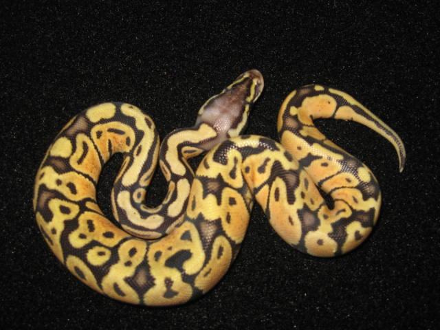 Pastel Vanilla