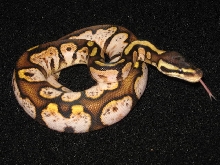 Pastel Calico