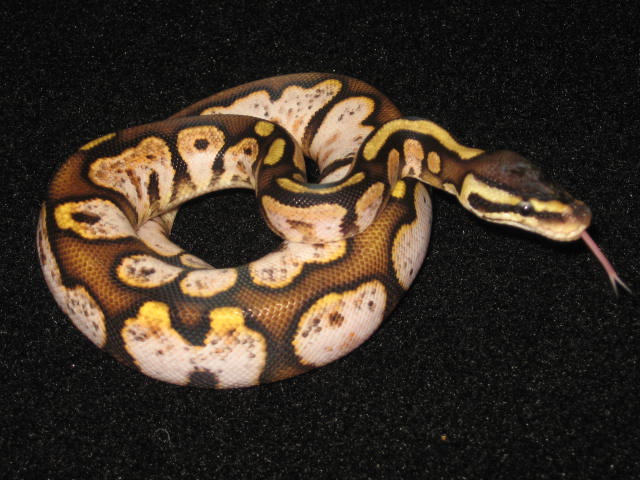 Pastel Calico