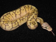 Mojave Killer Bee