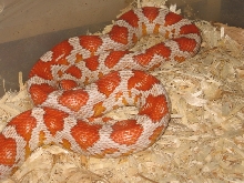 Hypo Miami