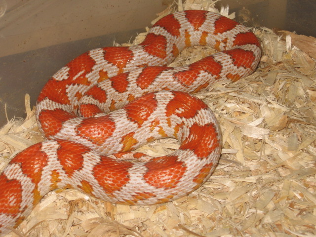 Hypo Miami