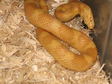 Butter Blood Red