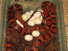 Okeetee Laying