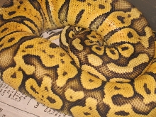 Super Pastel