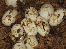 Eggs Hatching