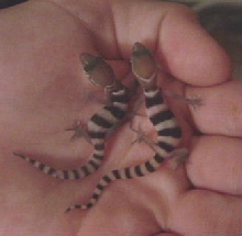 6 Day Old Baby Coleonyx