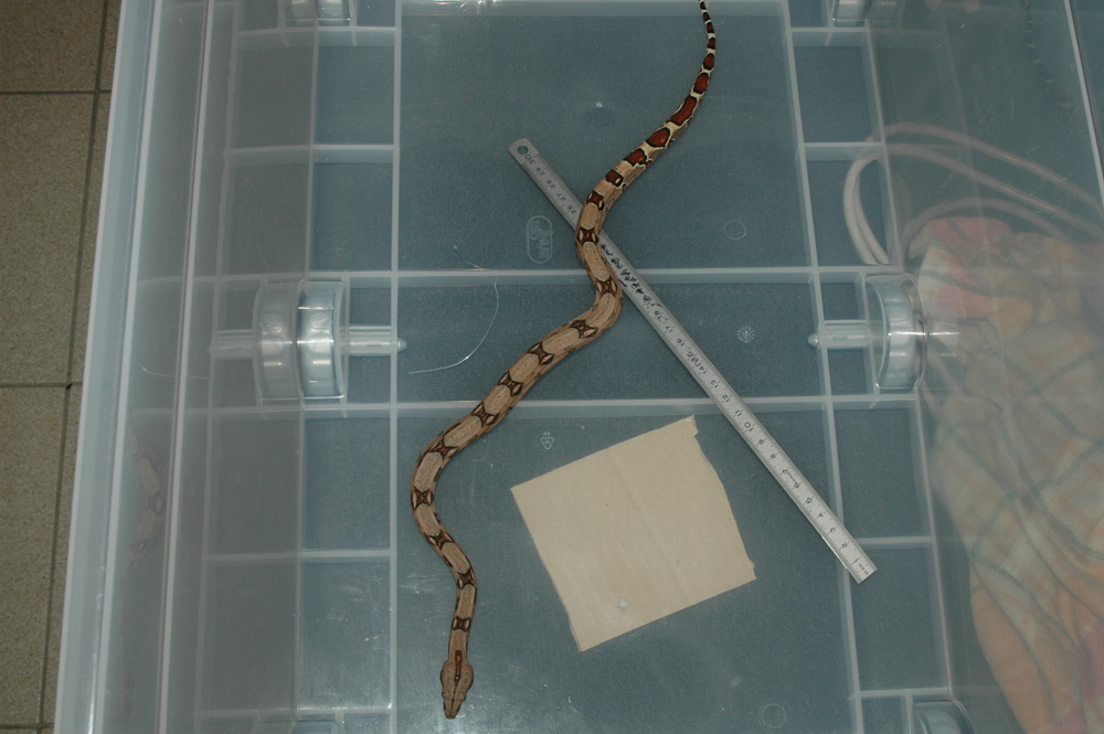 BCC Aiki 03