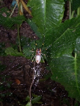 Large Spider1