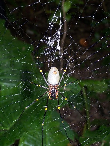 Large Spider2