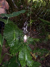 Large Spider3