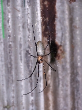 Large Spider4