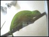 MY CHAM