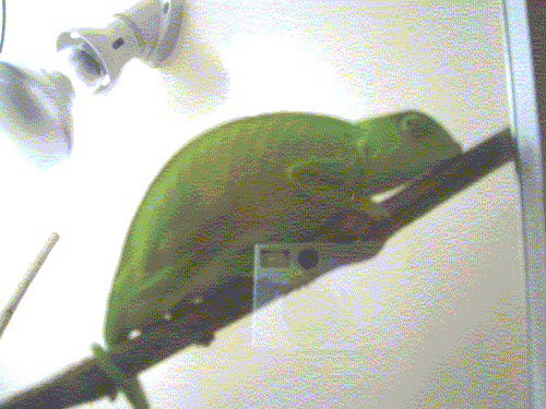 MY CHAM