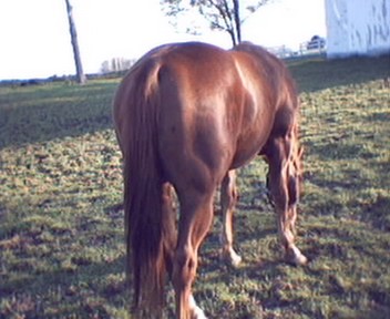 square rump