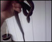 garter ssssnake