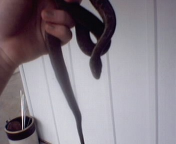 garter ssssnake